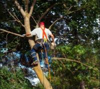  Gainesville Tree Experts image 2